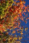 Javor