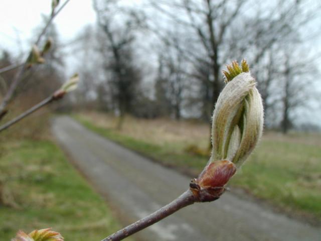 P4210002.JPG