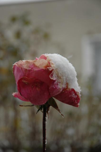 DSC_1549.JPG