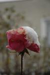 DSC_1549.JPG