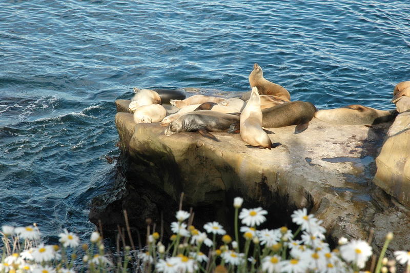 La Jolla - lachtaní idyla 2