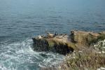 La Jolla - lachtaní idyla